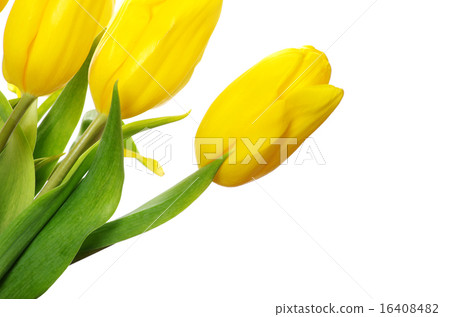 tulips 16408482
