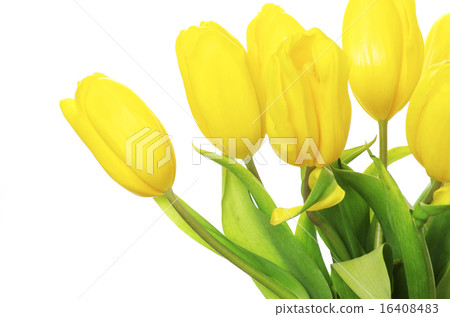 yellow tulips yellow tulips 16408483