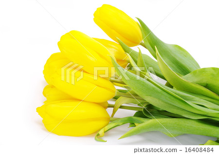 yellow tulips 16408484