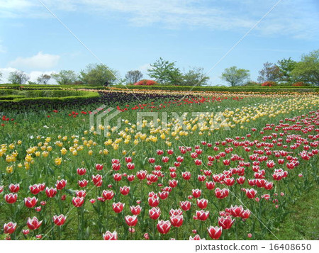 Yumeimigaoka Garden Yumeimigaoka Garden 16408650