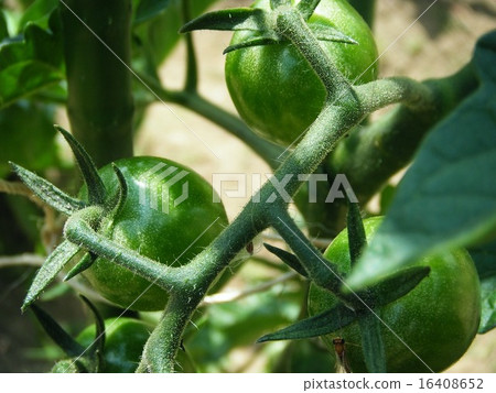 仍藍色迷你番茄 仍藍色迷你番茄 16408652