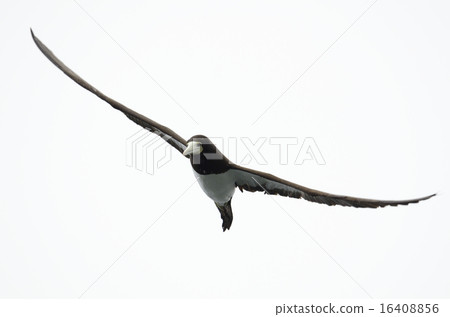 Boobies flight Boobies flight 16408856