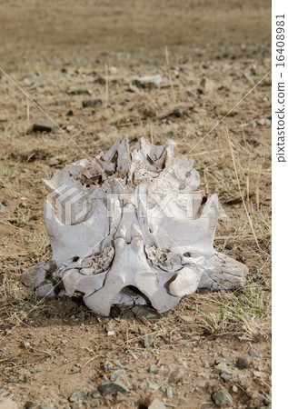 Mongolian rolling bone 16408981