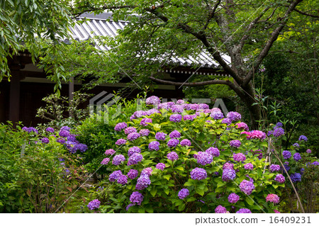 繡球花 - 法律之家 16409231