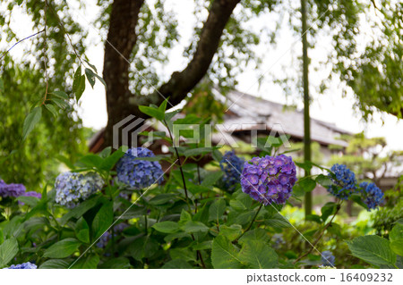 繡球花 - 法律之家 16409232