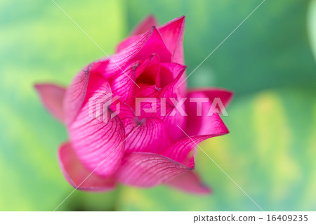 蓮花 - 傳奇政府 16409235