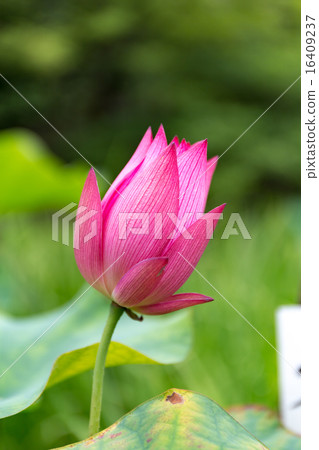 蓮花 - 傳奇政府 16409237