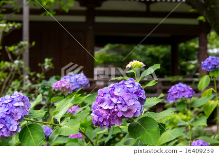 白金 白金 16409239