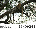 Leopard sleeping on a tree 16409244