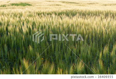 Field of barley in the warm evening sun Field of barley in the warm evening sun 16409355