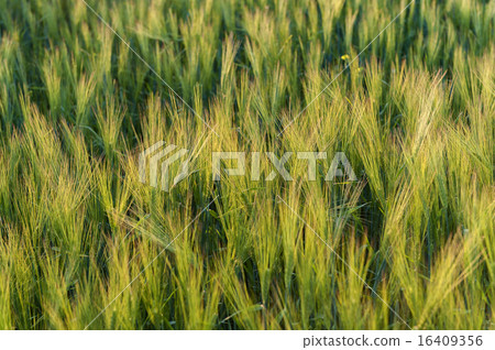 Young green barley ears, barley field. 16409356