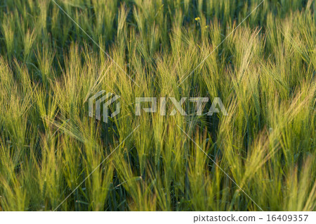 Young green barley ears, barley field. 16409357