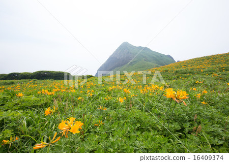 Licorice from Sado Island (Tobishima licorice) 16409374