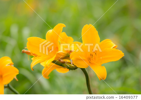 Licorice from Sado Island (Tobishima licorice) 16409377