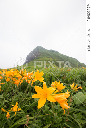 Licorice from Sado Island (Tobishima licorice) Licorice from Sado Island (Tobishima licorice) 16409379