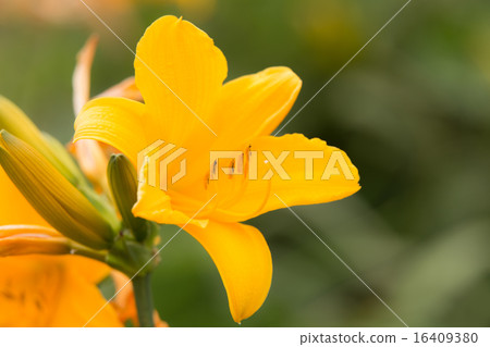 Licorice from Sado Island (Tobishima licorice) Licorice from Sado Island (Tobishima licorice) 16409380