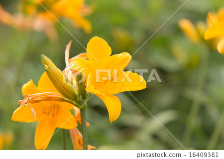 Licorice from Sado Island (Tobishima licorice) Licorice from Sado Island (Tobishima licorice) 16409381