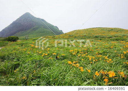 Sado Island大野龜的Tobi Shima甘草 Sado Island大野龜的Tobi Shima甘草 16409391