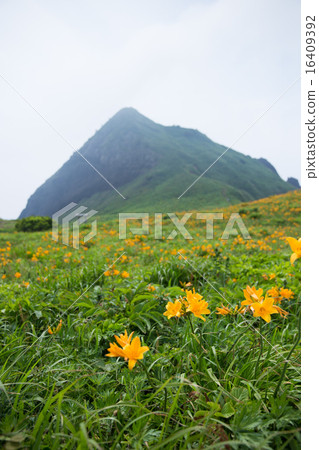 Sado Island大野龜的Tobi Shima甘草 Sado Island大野龜的Tobi Shima甘草 16409392