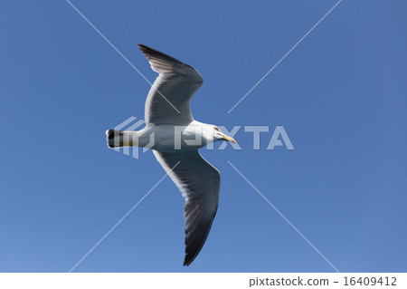 Umi navel flying in the sky (1 bird) 16409412