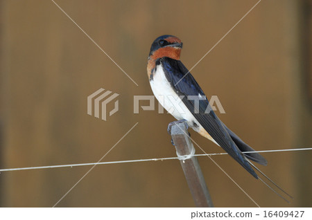 Japanese swallow Japanese swallow 16409427