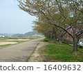 Cherry blossoms along the river (leaves cherry blossoms) 16409632