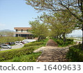 Promenade of a row of cherry blossoms (leaves cherry blossoms) 16409633