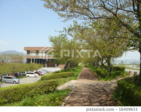 Promenade of a row of cherry blossoms (leaves cherry blossoms) Promenade of a row of cherry blossoms (leaves cherry blossoms) 16409633