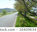 Cherry blossoms along the river (leaves cherry blossoms) 16409634