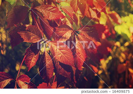 Wild grape red leaves Wild grape red leaves 16409875