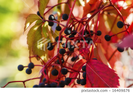 Wild grape berry Wild grape berry 16409876
