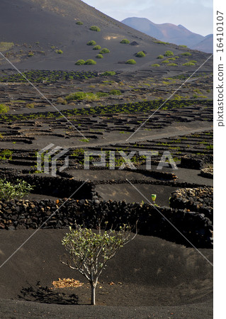 cultivation  viticulture  winery lanzarote cultivation  viticulture  winery lanzarote 16410107