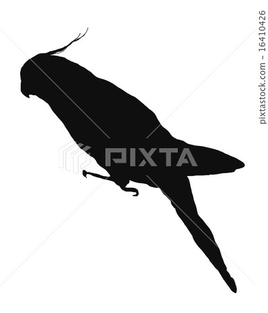 cockatiel 16410426