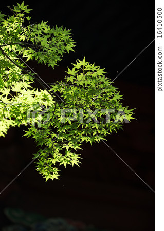 俯瞰翠綠樹葉的山巒和地區景觀 俯瞰翠綠樹葉的山巒和地區景觀 16410500