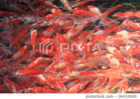 A group of goldfish 16410680
