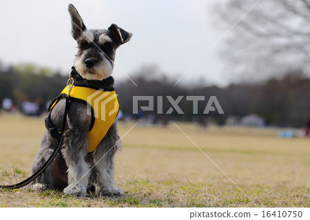 雪納瑞在公園 16410750