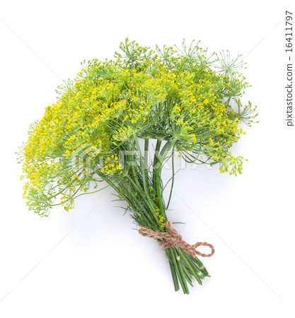 Fresh garden herbs. Dill 16411797