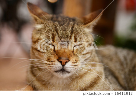 沖繩那霸貓放鬆 16411912