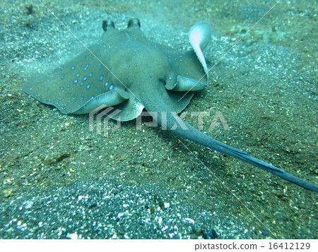 Blue spotted ray swimming  amongst coral reef on 16412129