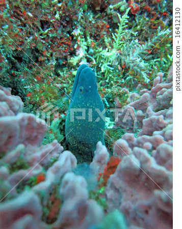 Giant moray hiding  amongst coral reef  16412130