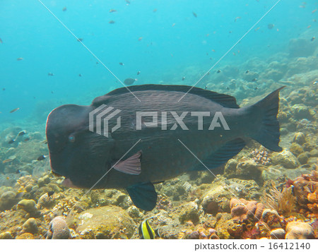 Fish Humphead Parrotfish, Bolbometopon muricatum 16412140