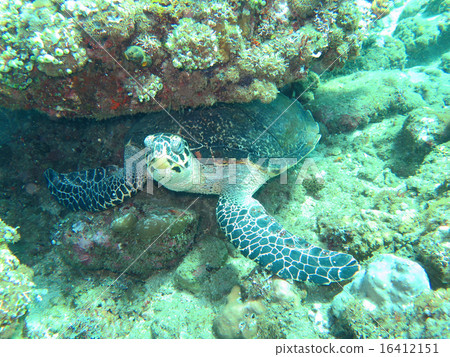 Hawksbill sea turtle current on coral reef Hawksbill sea turtle current on coral reef 16412151