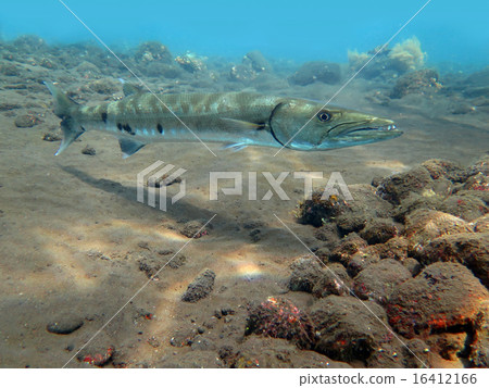 Great Barracuda fish in ocean Bali 16412166