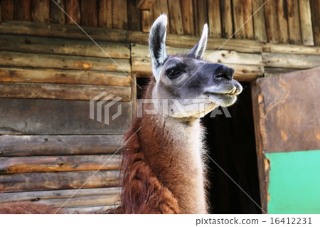 Llama 16412231