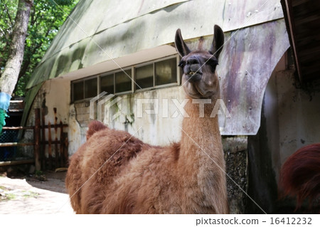 Llama 16412232