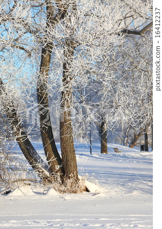 Winter Park 16412237