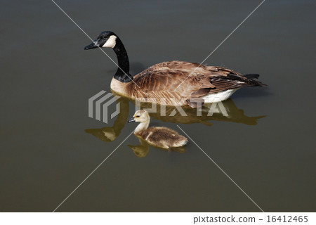 Canada Goose and Gosling swimming on lake Canada Goose and Gosling swimming on lake 16412465