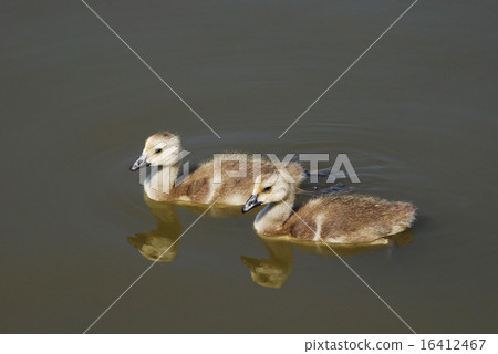 Two Canada Goose gosling swimming on lake Two Canada Goose gosling swimming on lake 16412467