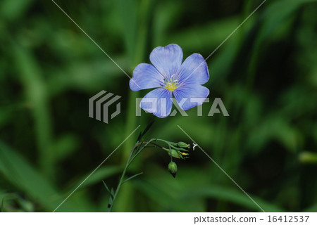 Lewis blue flax wildflower flower 16412537