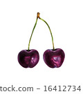 Realistic watercolor illustration cherry isolated  16412734